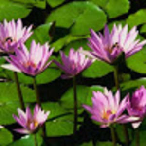 Meet your Posher, Yolanda